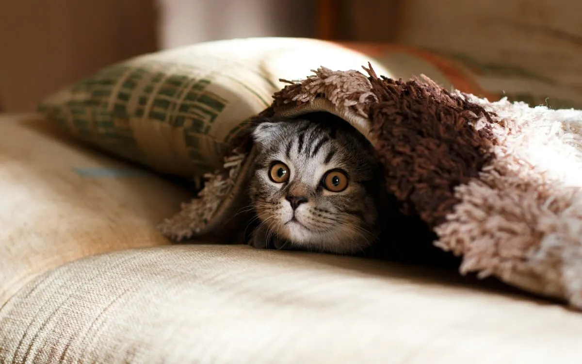 Cat hiding under a blanket, symbolizing online privacy or using a VPN to stay hidden